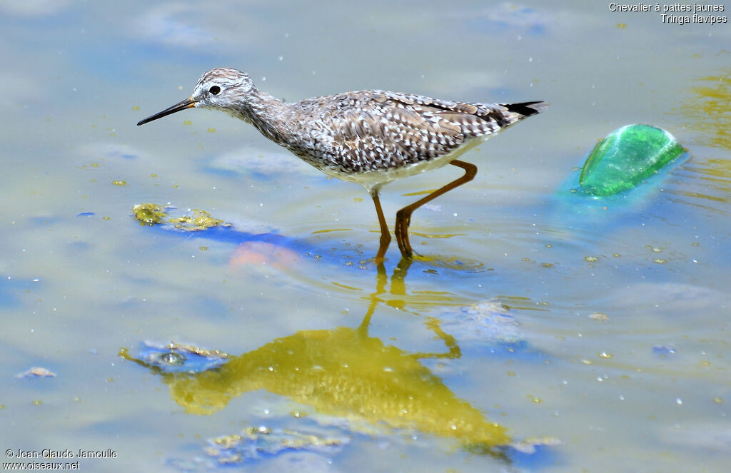 Lesser Yellowlegs, Behaviour