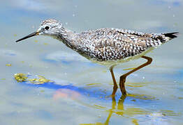 Lesser Yellowlegs