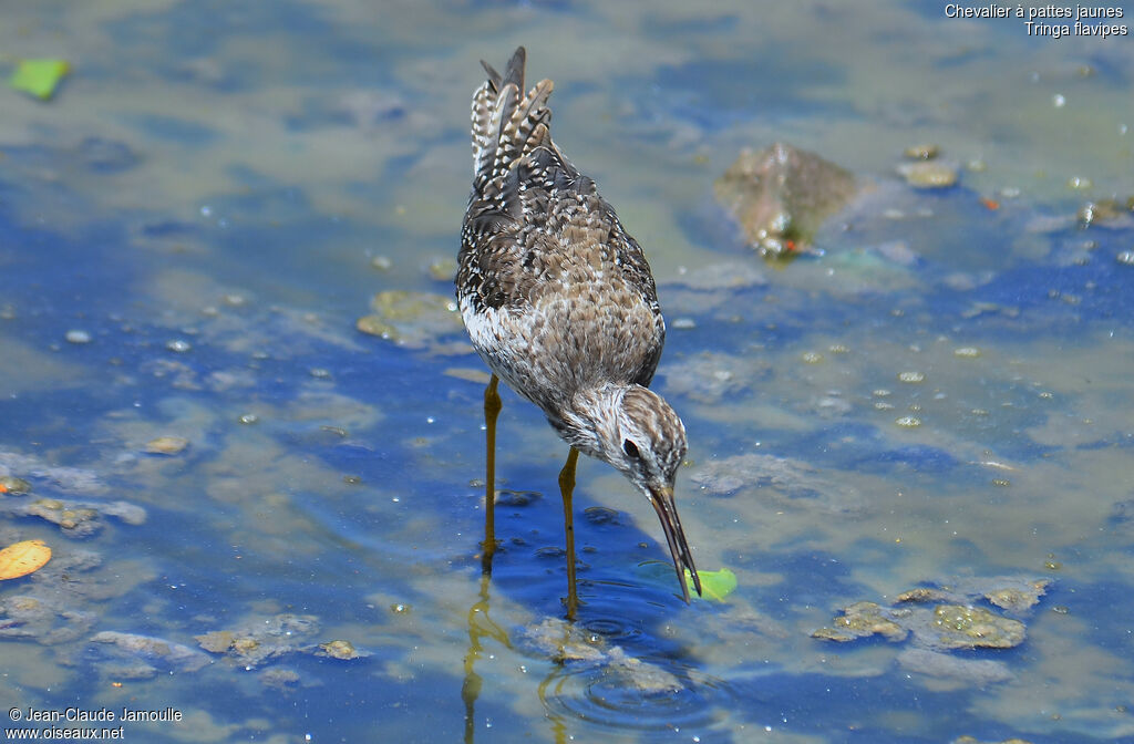 Lesser Yellowlegs