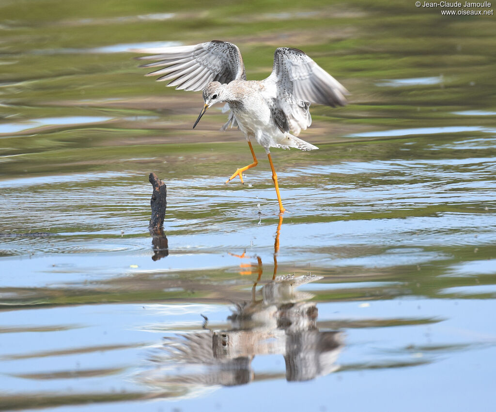 Lesser Yellowlegs