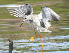 Lesser Yellowlegs