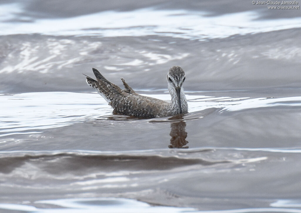 Lesser Yellowlegs