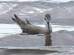 Lesser Yellowlegs