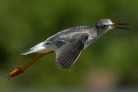 Lesser Yellowlegs