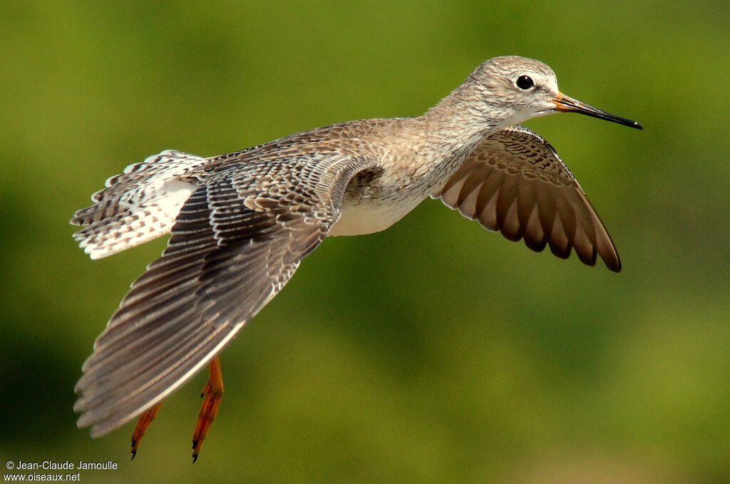 Lesser Yellowlegs, Flight, Behaviour