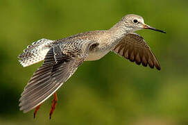 Lesser Yellowlegs