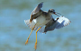 Lesser Yellowlegs