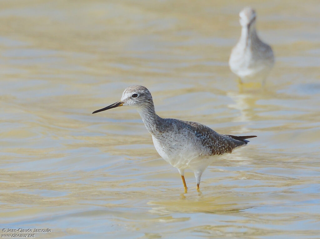 Lesser Yellowlegs