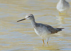 Lesser Yellowlegs