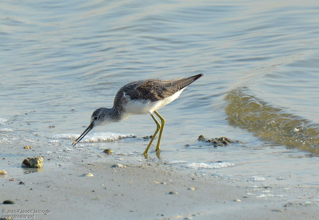 Common Greenshank, feeding habits