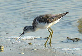 Common Greenshank