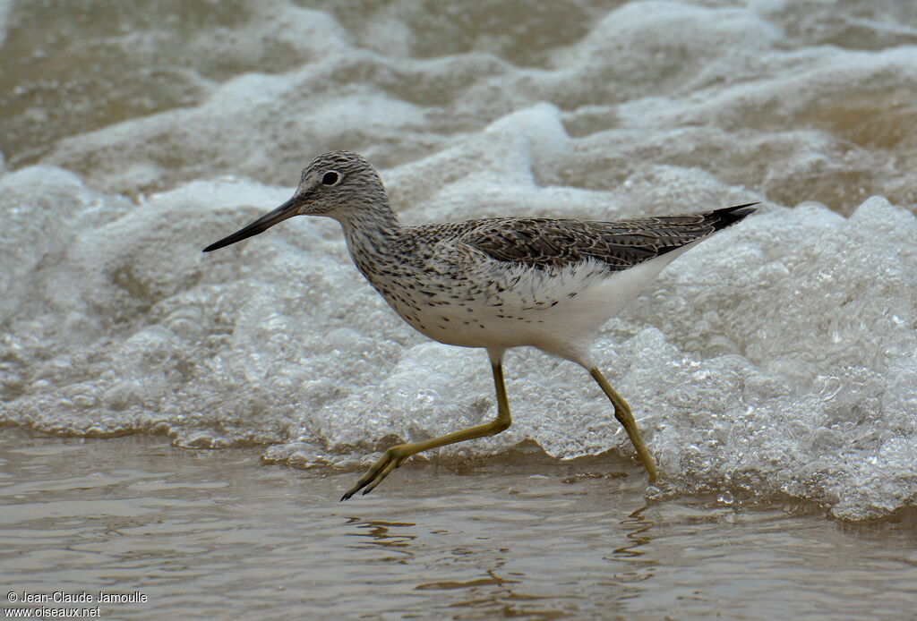 Common Greenshank