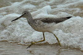 Common Greenshank