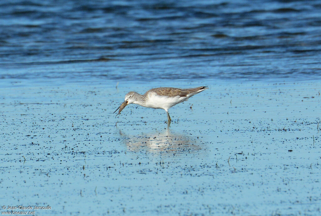 Common Greenshank, feeding habits