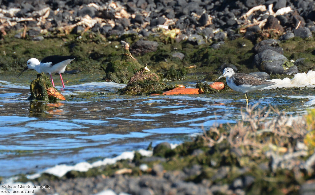 Common Greenshank