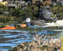 Common Greenshank