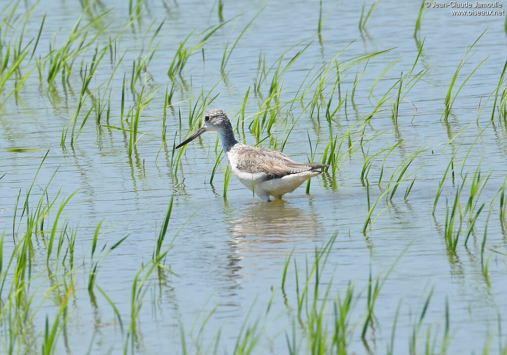 Common Greenshank