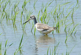 Common Greenshank