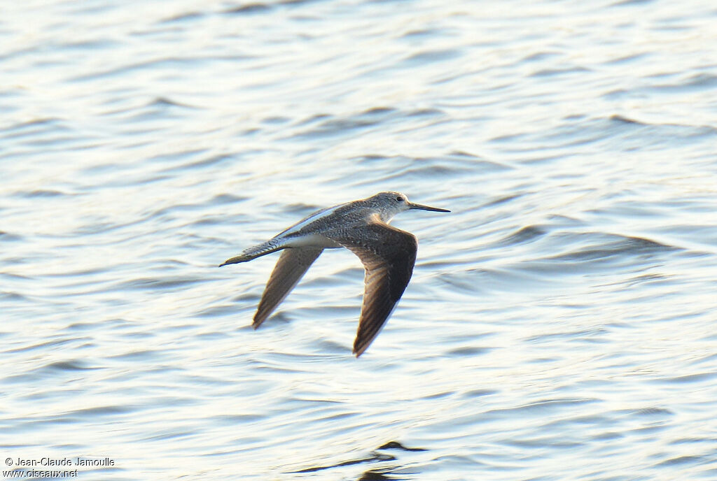 Common Greenshank