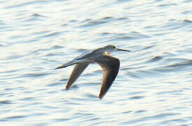 Common Greenshank