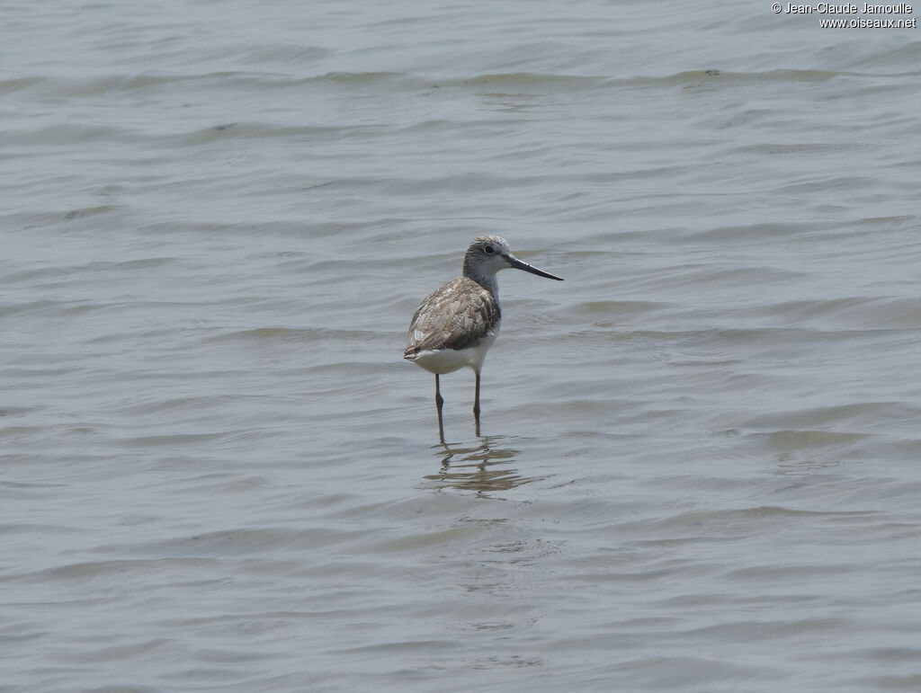 Common Greenshank