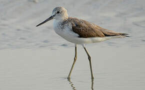 Common Greenshank