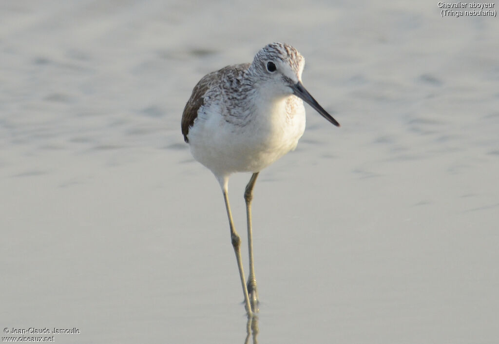 Common Greenshank