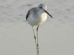 Common Greenshank