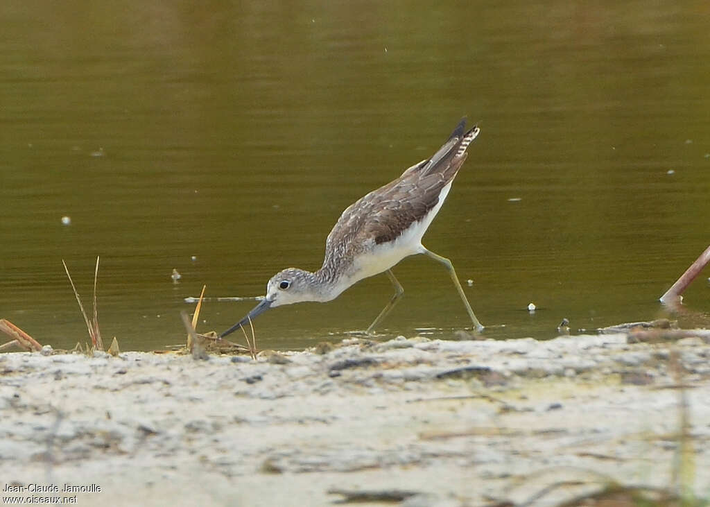 Common Greenshank, fishing/hunting, Behaviour