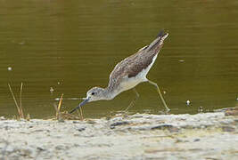 Common Greenshank