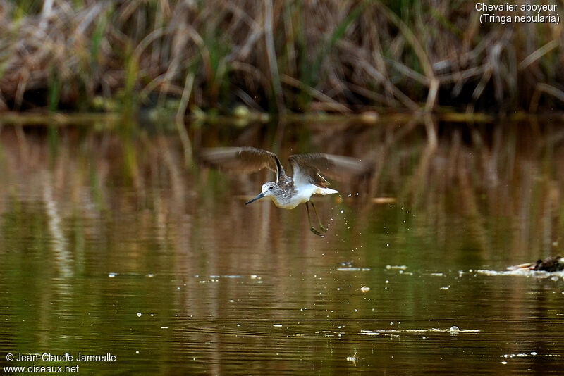 Common Greenshank, Flight