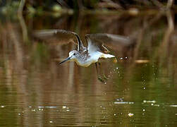 Common Greenshank