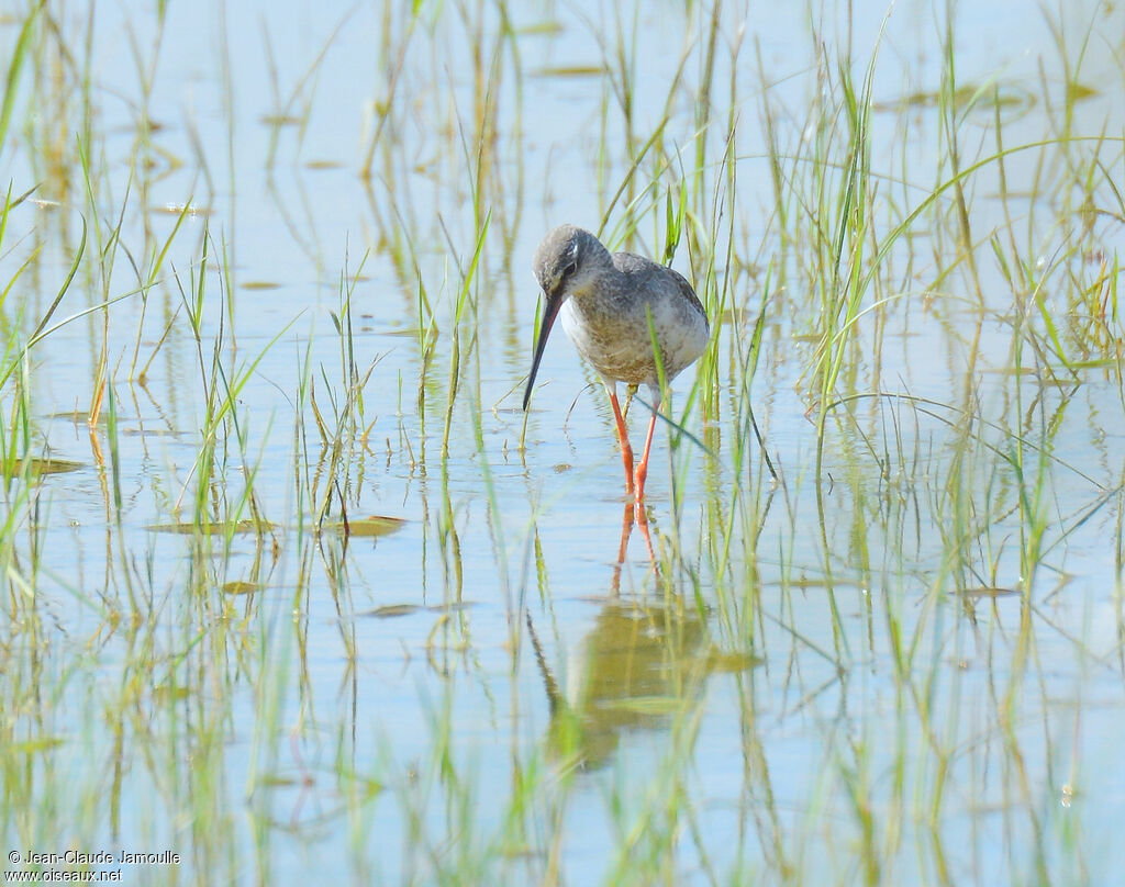 Spotted Redshank