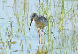 Spotted Redshank