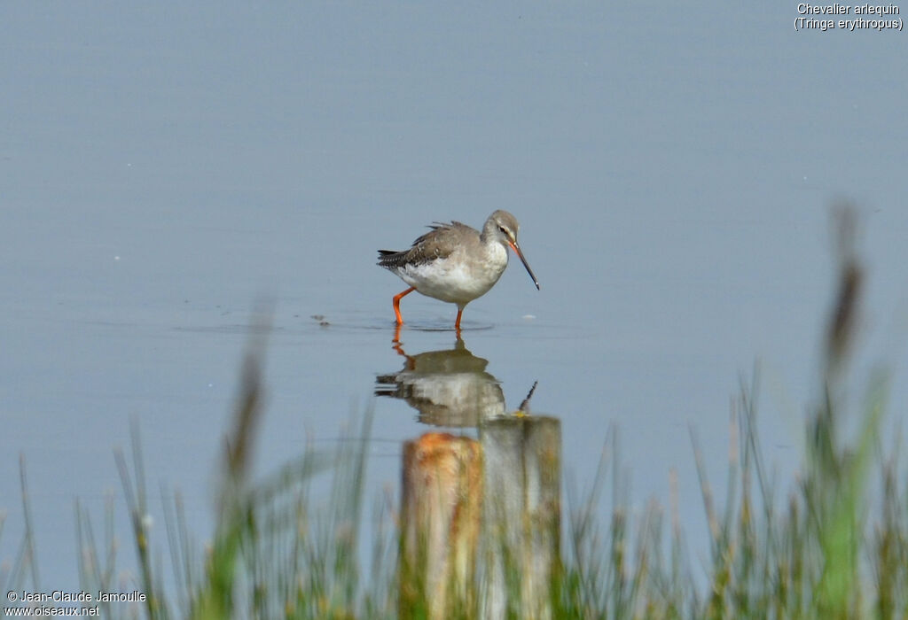 Spotted Redshankadult post breeding