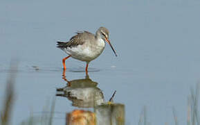 Spotted Redshank