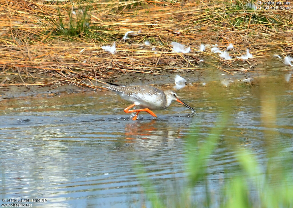 Spotted Redshankadult post breeding, feeding habits