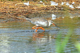 Spotted Redshank