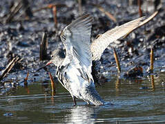 Spotted Redshank