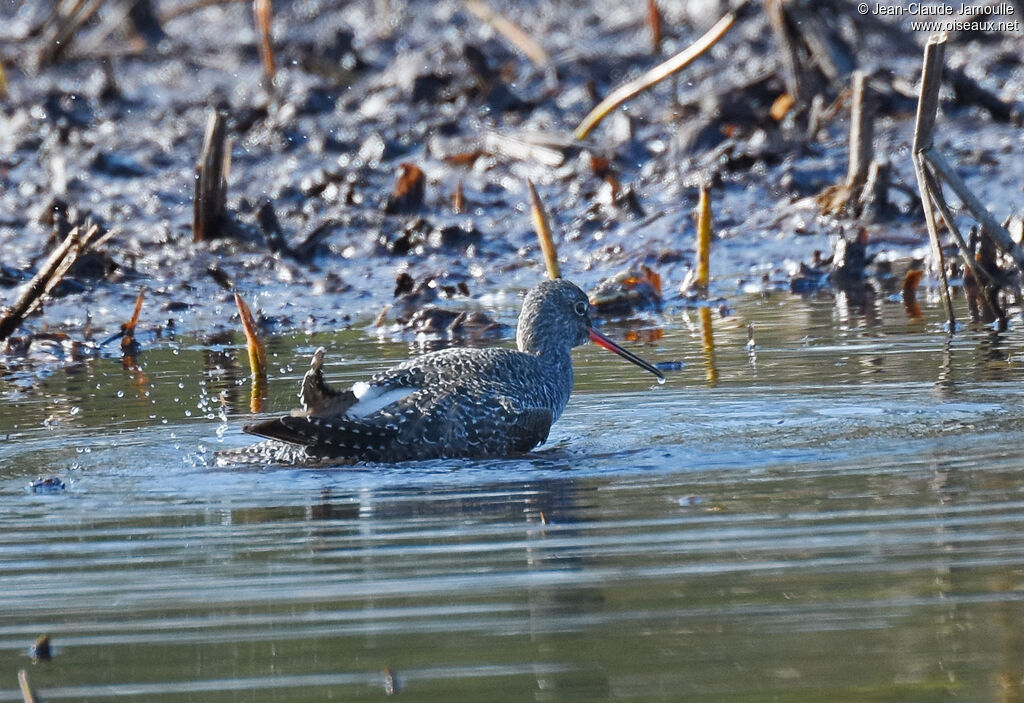 Spotted Redshank