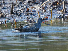 Spotted Redshank