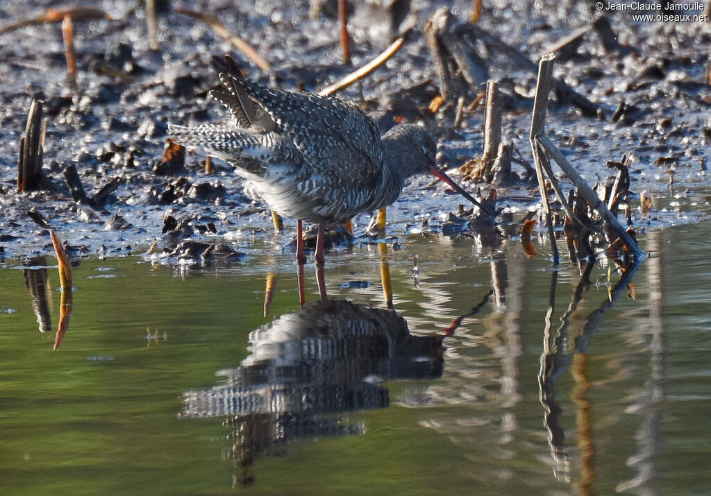 Spotted Redshank