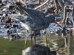 Spotted Redshank