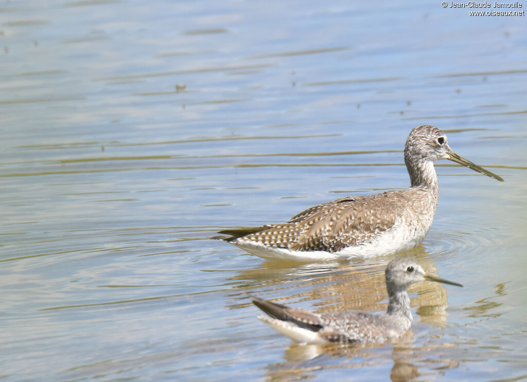 Greater Yellowlegs