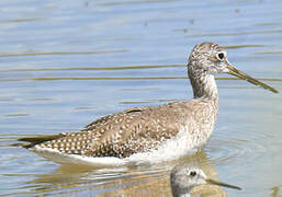 Greater Yellowlegs