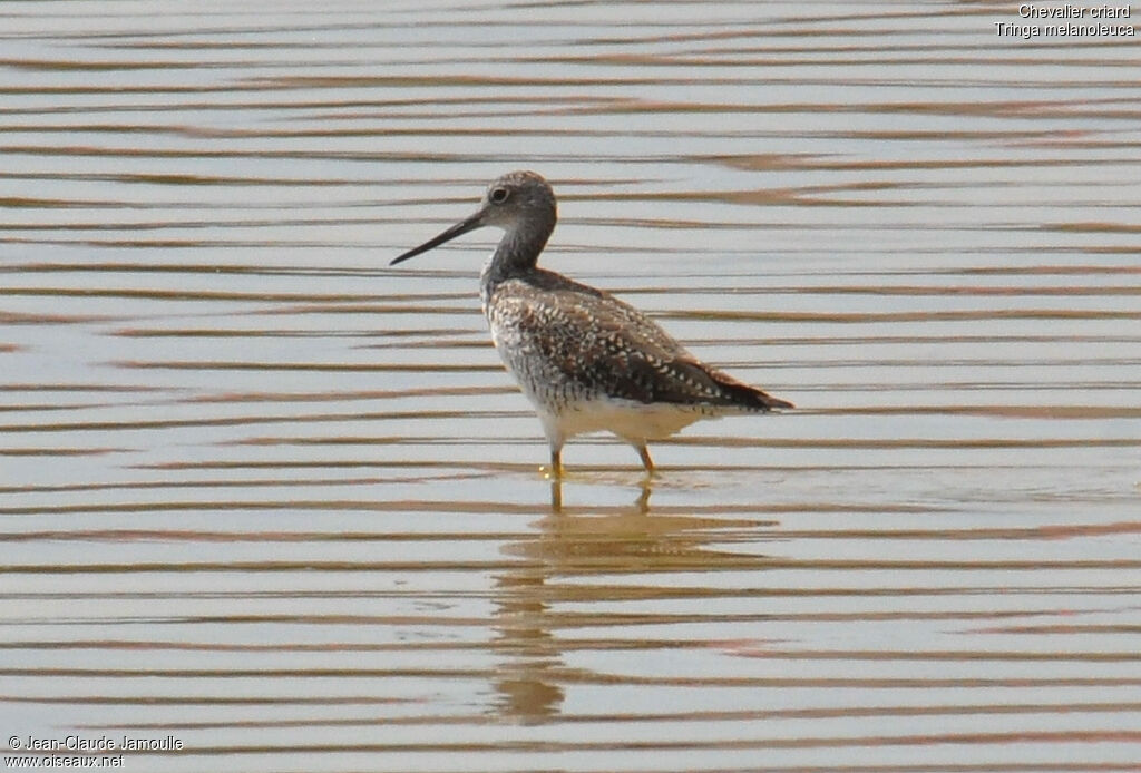 Greater Yellowlegs, Behaviour