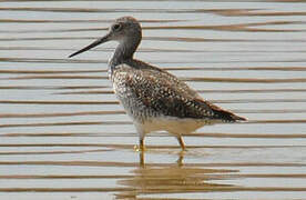 Greater Yellowlegs