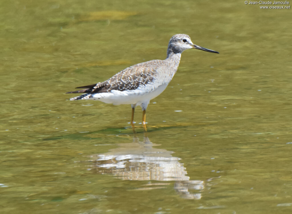 Greater Yellowlegs