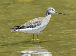 Greater Yellowlegs