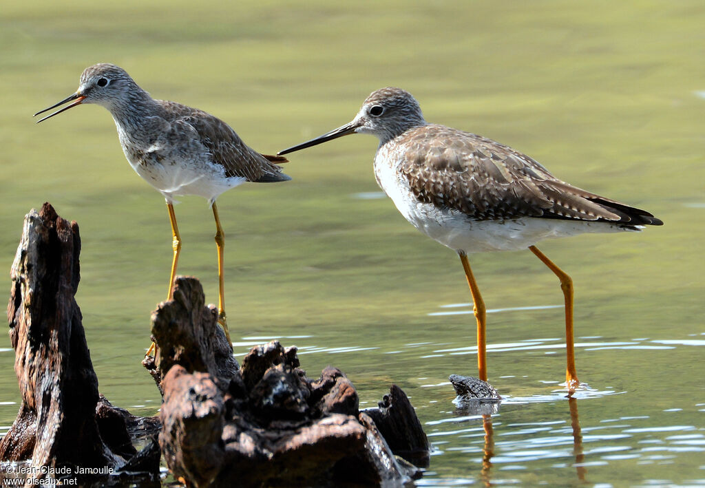 Greater Yellowlegs